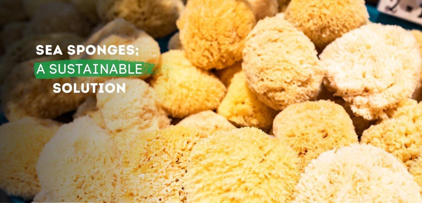 Sea Sponges; A Sustainable Solution