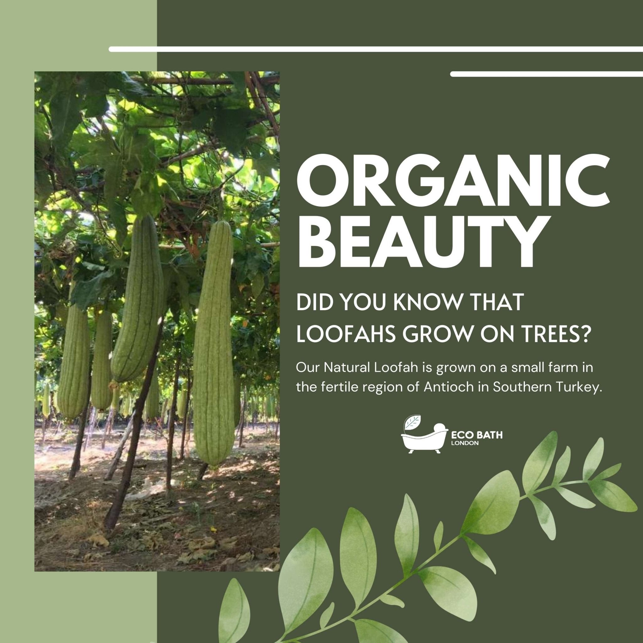 Eco Bath London Natural Loofah Pad - Exfoliating Loofah Bath Sponge for Women and Men - Eco Bath London